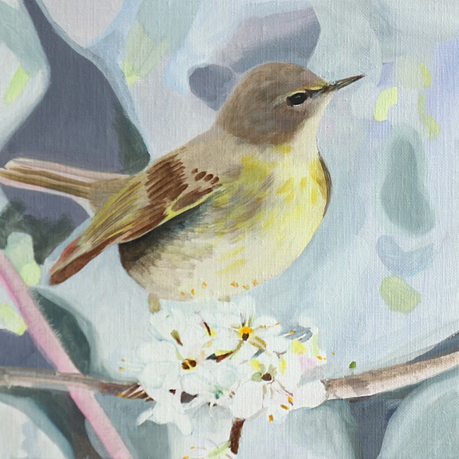 Peinture à l’huile de l’oiseau pouillot véloce (Phylloscopus collybata) choisi à partir de l’Observatoire des oiseaux des jardins de la ligne pour la protection des oiseaux (LPO), format 25x25cm