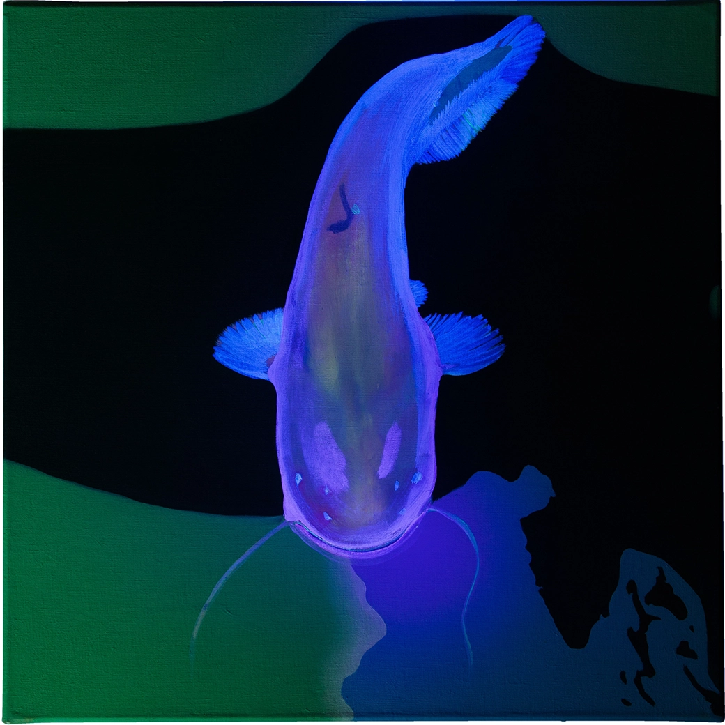 Peinture à l'huile d'un silure glane (silurus glanus), seul espèce d'eau douce ici, format 40x40cm vue de nuit