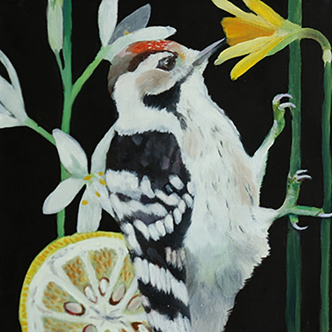 Peinture à l’huile de l’oiseau pic épeichette (Dryobates minor) créé à partir de la photographie de J. Fouarge visible sur le site oiseaux.net, format 25x25cm