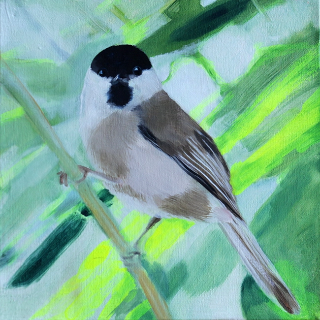 Peinture à l’huile de l’oiseau mésange nonette (Poecile palustris) choisie à partir de l’Observatoire des oiseaux des jardins de la ligne pour la protection des oiseaux (LPO), format 25x25cm
