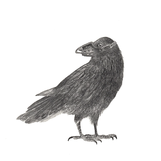 Dessin au crayon réalisé durant la pandémie de Covid 19 à partir de l'expérience du confinement liée au Covid 19. La sensation de la dénonciation est à la source de l'idée du dessin de corbeau muselé.