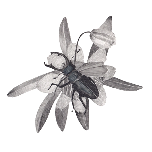 dessin cerf volant chanvre et autres plantes sous formedessin insecte cerf volant chanvre et autres plantes sous forme de chimère, graphite sur papier, format 20x20cm réalisé à partir de la liste ZNIEFF de chimère, graphite sur papier, format 20x20cm