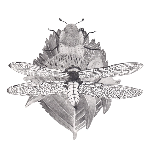dessin insecte libellule fauve, alisier blanc et autres plantes sous forme de chimère, graphite sur papier, format 20x20cm réalisé à partir de la liste ZNIEFF
