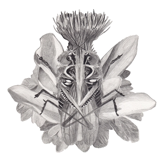 dessin insecte decticelle bariolée et isopyre faux pigamon et autres plantes sous forme de chimère, graphite sur papier, format 20x20cm réalisé à partir de la liste ZNIEFF