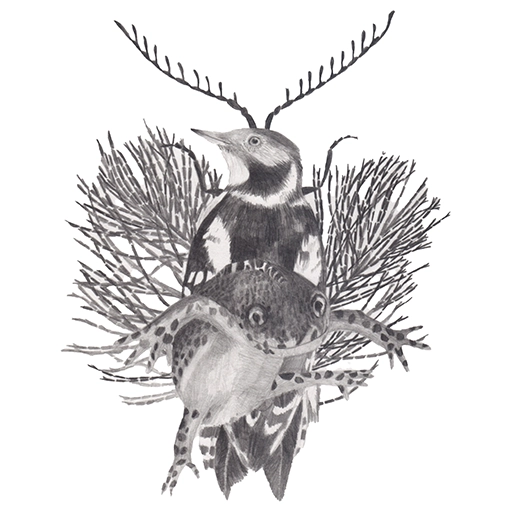 dessin oiseau, batracien, pic mar, triton alpestre et autres espèces sous forme de chimère, graphite sur papier, format 20x20cm réalisé à partir des données de la liste ZNIEFF