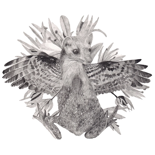 dessin fouine, crapaud commun et autres espèces sous forme de chimère, graphite sur papier, format 20x20cm réalisé à partir des données de la liste ZNIEFF