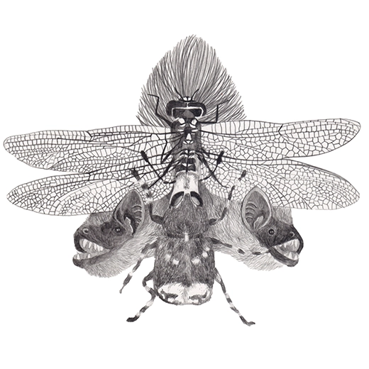 dessin libellule, chauve-souris et autres espèces sous forme de chimère, graphite sur papier, format 20x20cm réalisé à partir des données de la liste ZNIEFF
