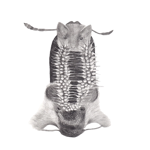 dessin blaireau, martres des pins et autres espèces sous forme de chimère, graphite sur papier, format 20x20cm réalisé à partir des données de la liste ZNIEFF