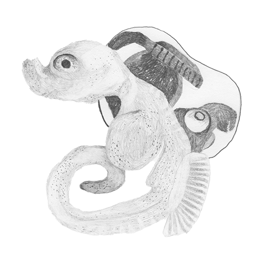 dessin de fœtus d'hippocampes à la mine graphite réalisé par Valérie Agneray pour sensibiliser au vivant