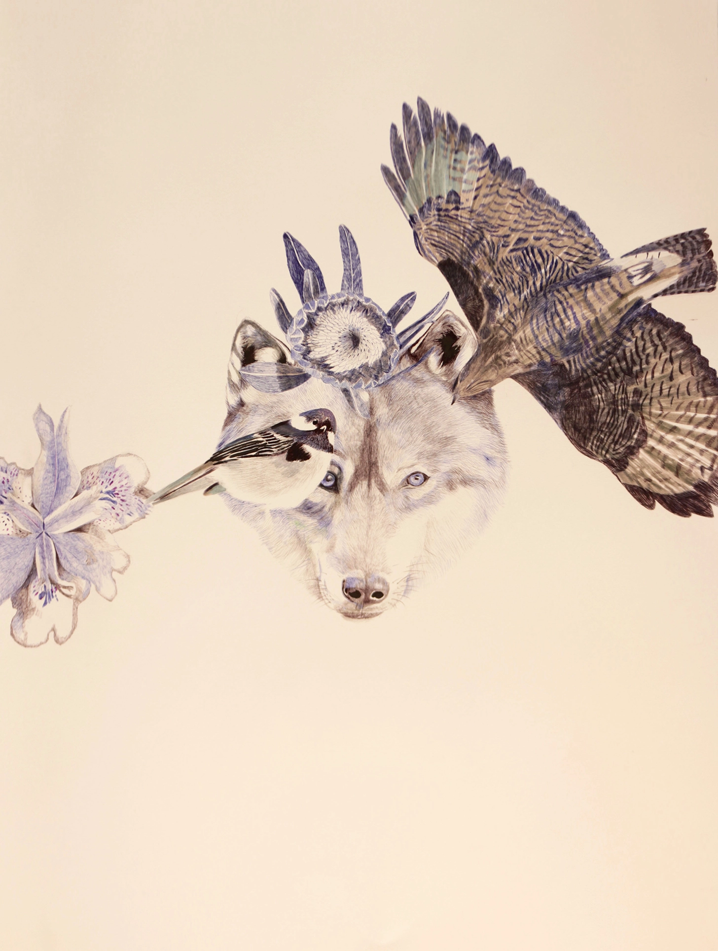 dessin d’espèces protégées liste ZNIEFF, buse variable, loup gris, mésange noire, de fleurs proteas et lys blanc et rose, format raisin 76x56cm
